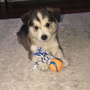 Meet your Posher, Greta